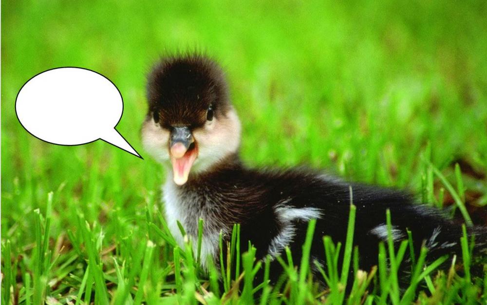 One day old Merganser with thought bubble