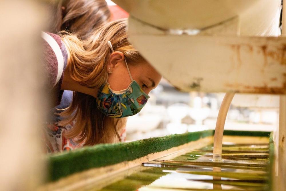 A Sea Center staff member observes thousands of two millimeter abalone in the hatchery at TCAF.