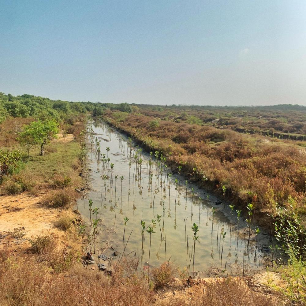 Anawilundawa Wetland Sanctuary where efforts are being made to restore the ecosystem. 