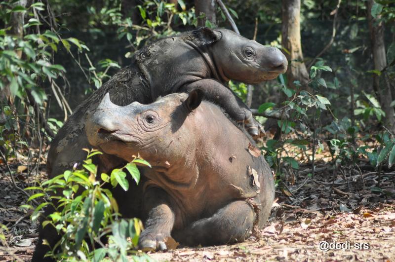 Photo credited to the International Rhino Foundation- Andatu climbing on Ratu at the Sumatran Rhino Sanctuary.