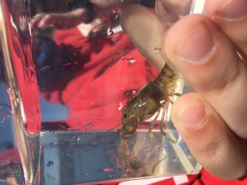 A student holds a Rusty Crayfish aboard the schooner Inland Seas. The Rusty Crayfish is an invasive species found in the Great Lakes. Photo courtesy of Inland Seas Education Association.
