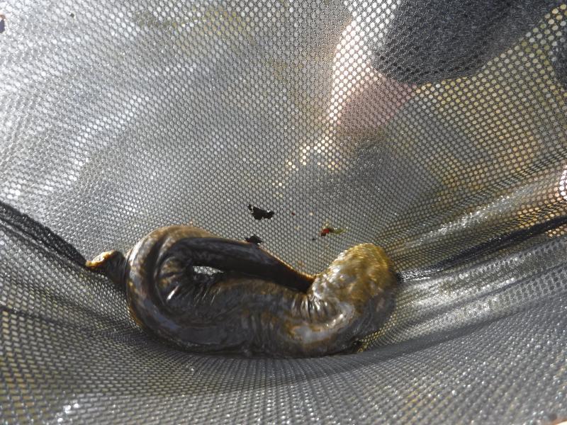 A blotchy brown Hellbender Salamander caught in a mesh net. Photo credit: Creek Connections