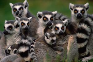 group of ring tailed lemurs