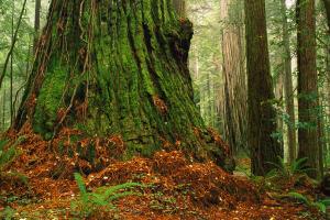 base of a redwood tree