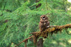 Owl in tree