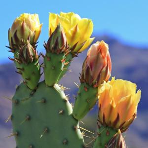 Close-up photo of a cactus with blooming yellow flowers