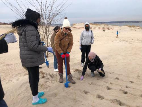 A group of six people on a sandy dune, planting dune grass
