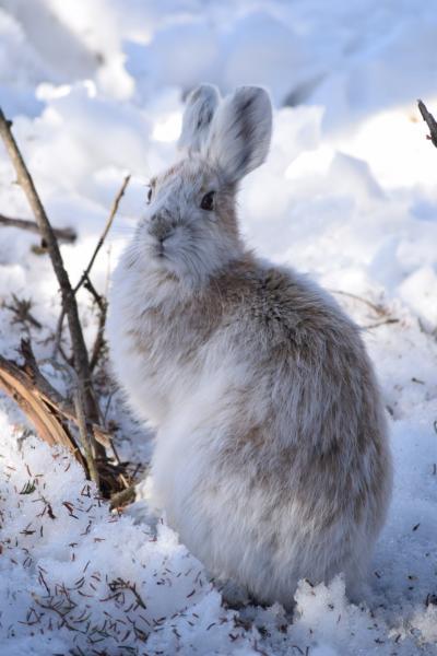 Snowshoe hare in spring. Photo Credit: Jimena Cuenca