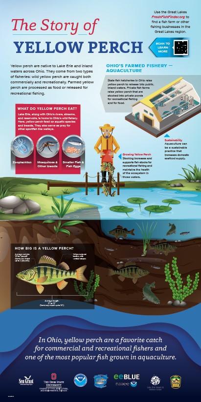 Illustrative image showing above and below the surface of a pond being stocked with yellow perch.